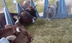 MANGIATOIA-circolare-con-creste6